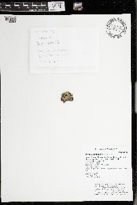 Physcia adscendens image