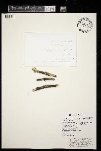 Parmeliopsis capitata image