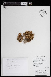 Lobaria pulmonaria image