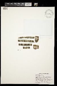 Graphis scripta image