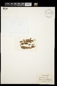 Byssoloma meadii image