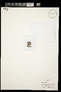 Graphis pavoniana image