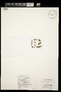 Graphis striatula image