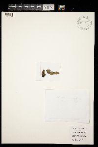 Lecanora cinereofusca image