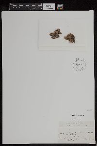 Umbilicaria crustulosa image
