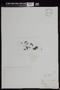 Image of Umbilicaria crustulosa