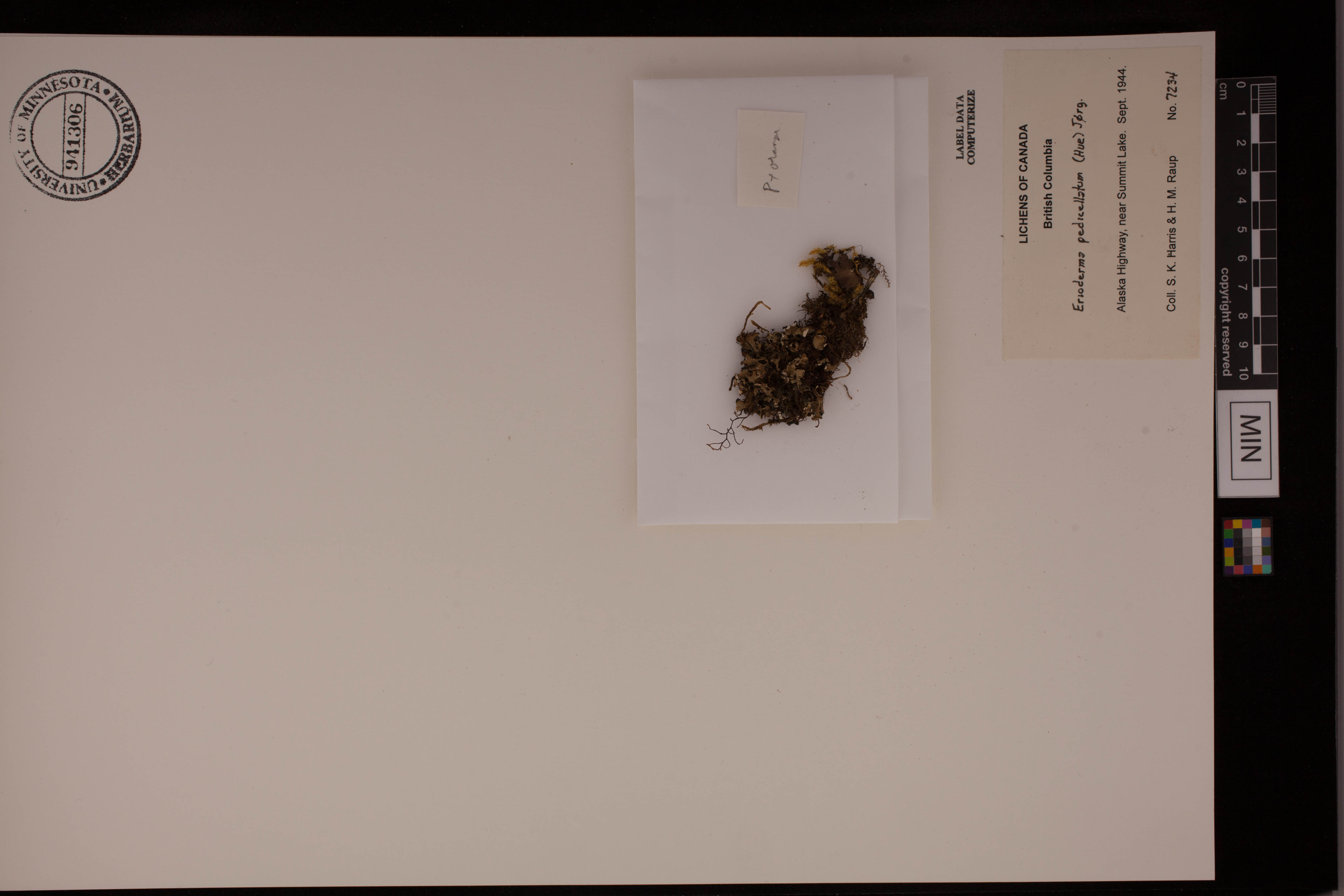 Erioderma pedicellatum image