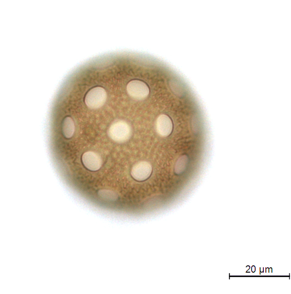 Agrostemma githago var. githago image