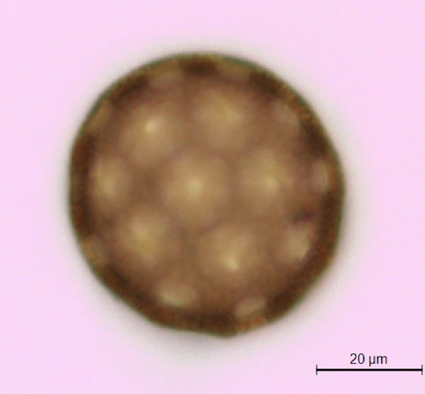 Agrostemma githago var. githago image