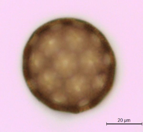 Agrostemma githago var. githago image