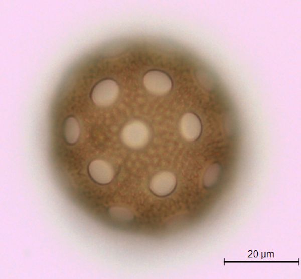 Agrostemma githago var. githago image