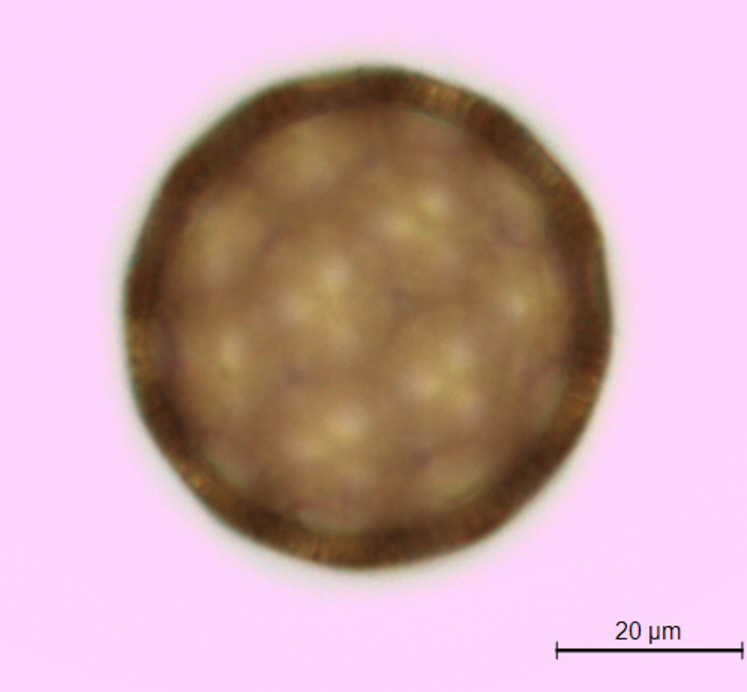 Agrostemma githago var. githago image