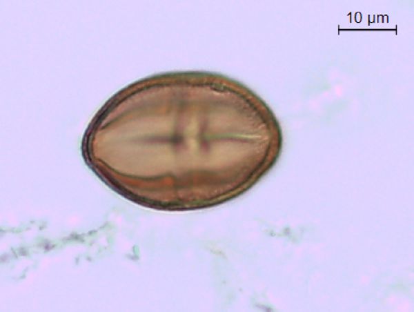 Toxicodendron rydbergii image