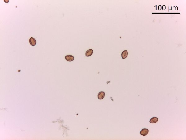 Toxicodendron rydbergii image