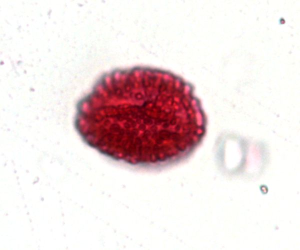Ilex verticillata var. verticillata image