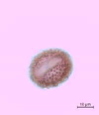 Ilex mucronata image
