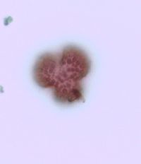 Ilex mucronata image