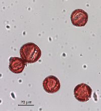 Image of Celastrus scandens