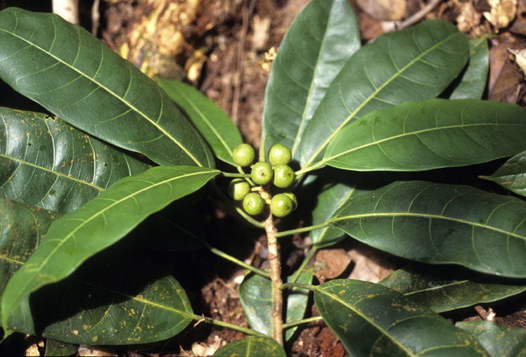 Ficus globosa image