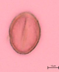Image of Tofieldia pusilla