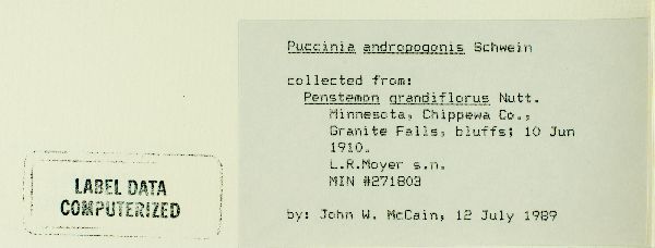 Puccinia calcitrapae image