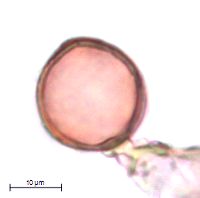 Image of Stellaria crassifolia