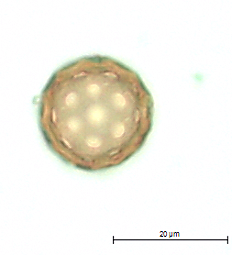 Corispermum pallasii image
