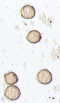 Image of Ranunculus flabellaris