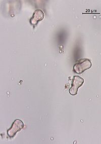 Image of Lithospermum canescens