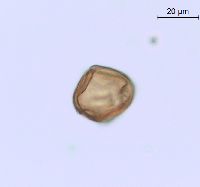 Image of Aralia hispida