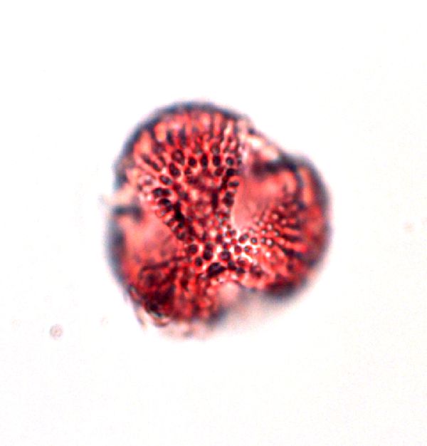Ilex verticillata var. verticillata image
