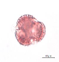 Ilex verticillata image