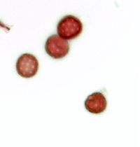 Oxybasis glauca image