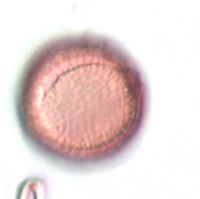 Image of Ranunculus rhomboideus