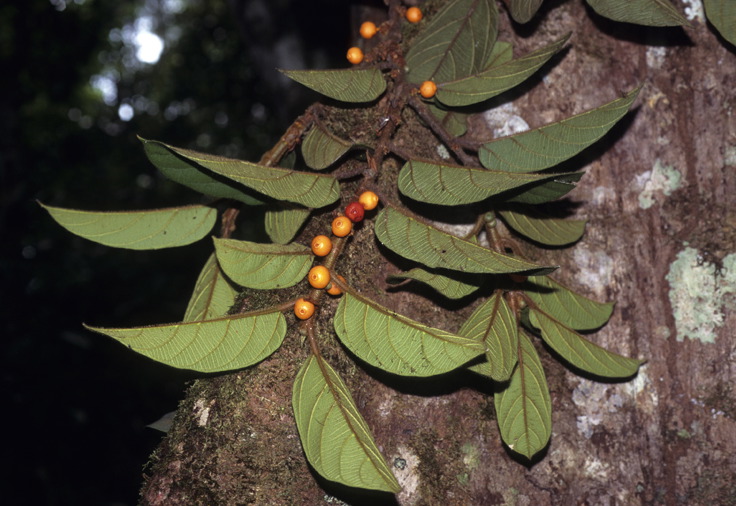 Ficus villosa image