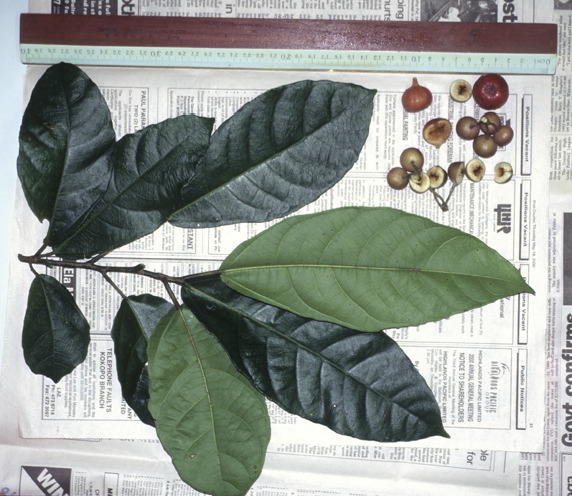 Ficus copiosa x wassa image