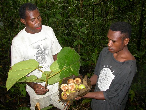 Ficus robusta image