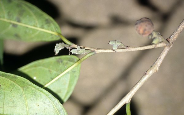 Trophis racemosa image