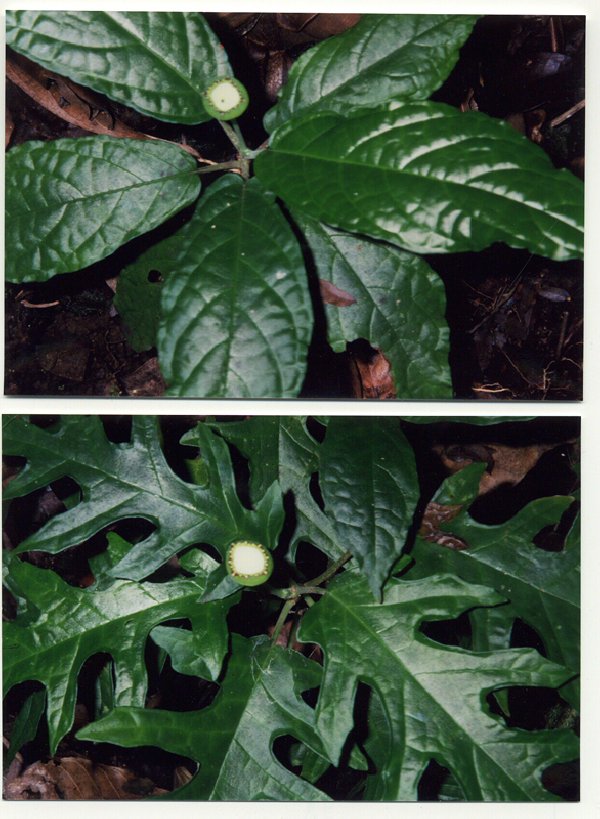 Dorstenia choconiana image