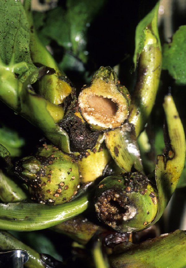 Ficus megalophylla image