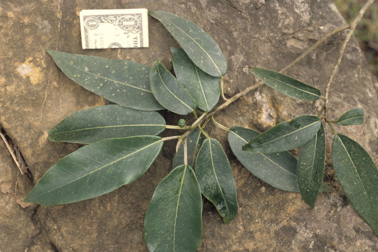 Coussapoa microcarpa image