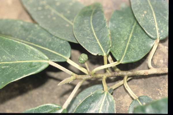 Coussapoa schottii image