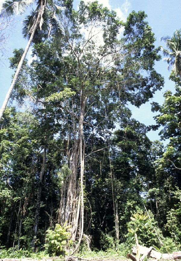 Ficus tinctoria subsp. tinctoria image