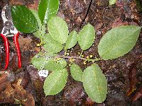 Image of Artocarpus lacucha