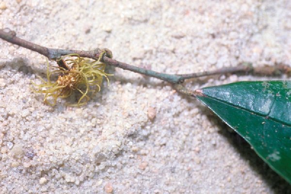 Brosimum sprucei image
