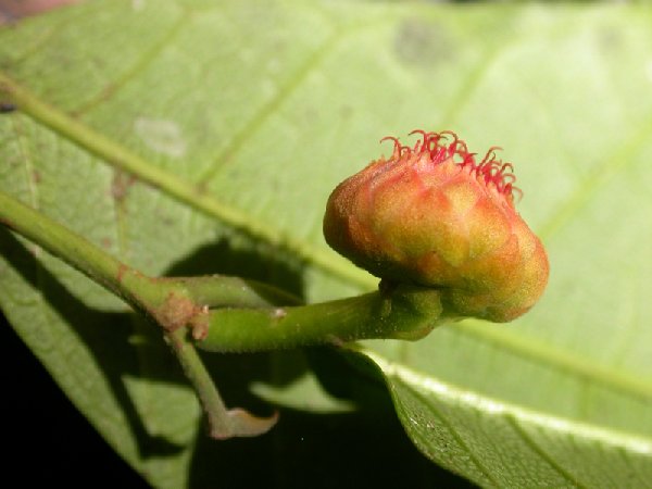 Antiaropsis decipiens image