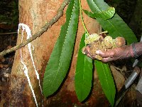 Artocarpus sepicanus image