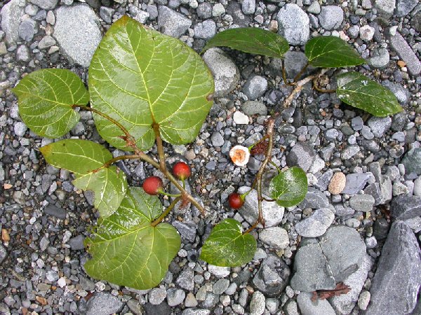 Ficus jimiensis image