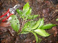 Psychotria micrococca image