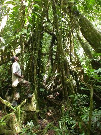 Ficus archboldiana image